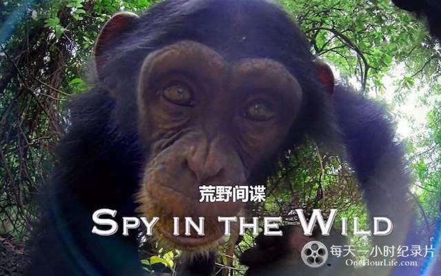 BBC《荒野间谍 Spy in the Wild》